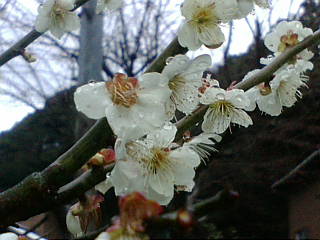 20100304_073836.JPG