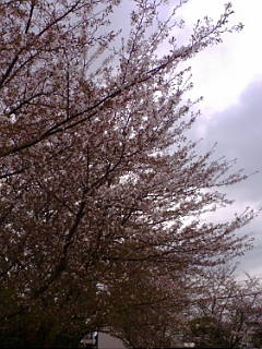 20100407_072124.JPG